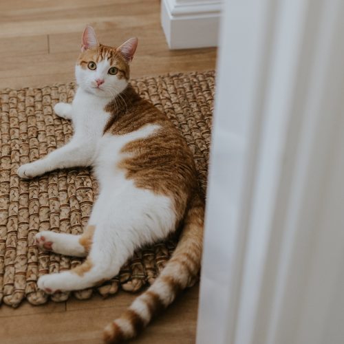 Ollie laying on a mat